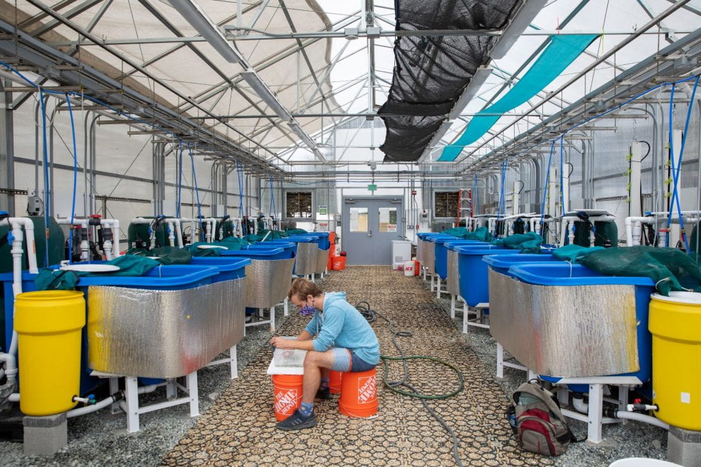 The three F's of digestibility trials! Feeding, fun, and fecal collection! Special thanks to Carolyn Lagattuta for these stunning shots of the greenhouse in action.
